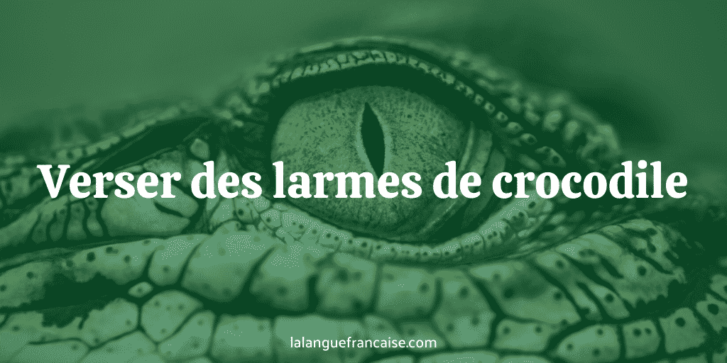 Verser des larmes de crocodile : définition et origine de l’expression