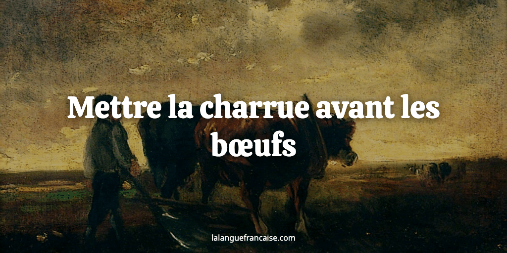 Mettre la charrue avant les bœufs : définition et origine de l’expression